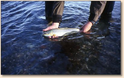 Coastal Cutthroat