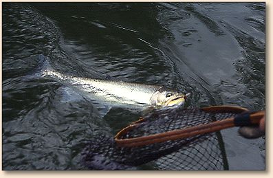 Coastal Cutthroat