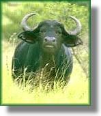 Cape Buffalo