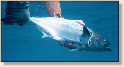 Releasing Wave Trevally