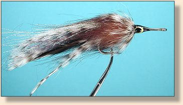 Grizz and brown, big eye