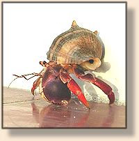 Hermit Crab