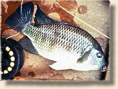 The 'typical' catch,  Congolese tilapia about a pound in weight.