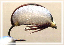 Lapsley Floating Corixa