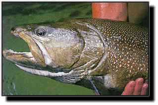 Guess The Size of This One