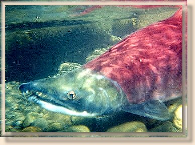 Male Sockeye