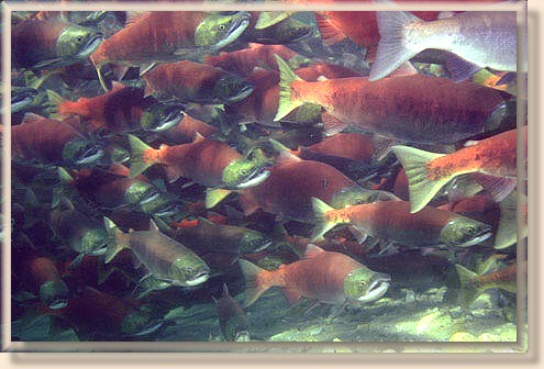 Sockeye in the Pool