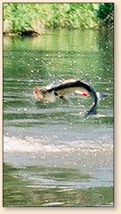 Leaping Tarpon