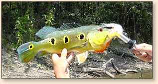 Butterly Peacock Bass