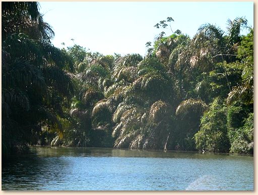 Jungle river near Bluefields, Nicaragua