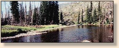 Mule Deer Crossing Slough Creek