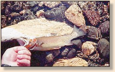 Slough Creek Cutthroat