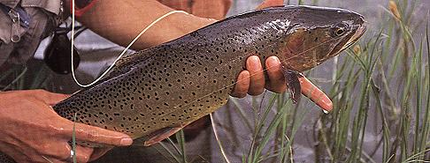 Black Spotted Cutthroat Trout