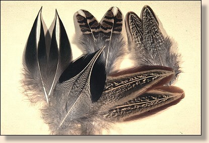 Assorted Matched Feathers