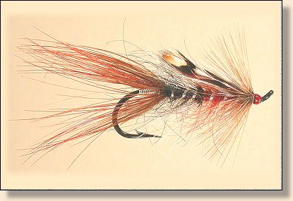 Foxford Shrimp