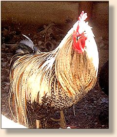 Cree Variant