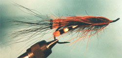 Black Prawn