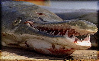 Alligator Gar