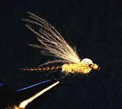 Fly of the Week