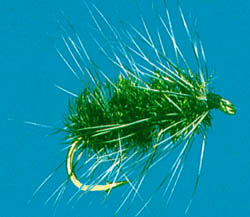 Griffith's Gnat
