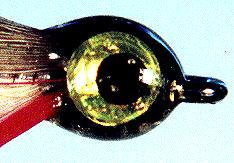 Big Eye