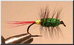 Miracle Bug