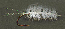 Mysis Shrimp