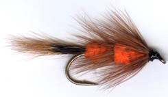 Red Setter