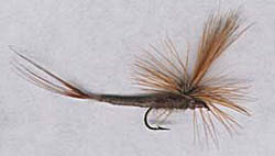 The Ephemera Vulgata
