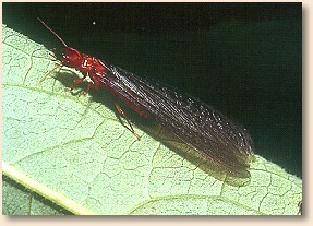 Termite
