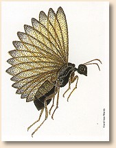 Flying Ant
