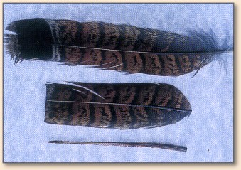 Red-Phased Grouse Feathers