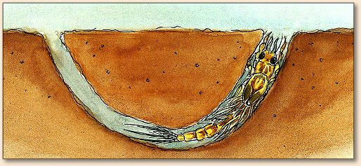 A burrower nymph in its tunnel