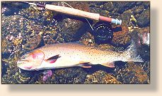 20 in. Yellowstone Cutt fell for a size 10 CDC Caddis fished on my 2WT.