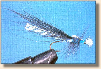 Clark's Damselfly