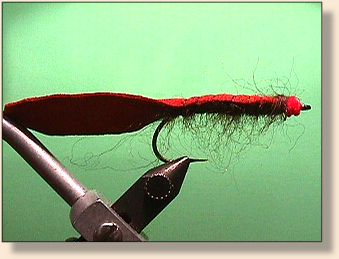 Chamois Egg-Sucking Leech