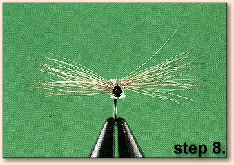 Step 8