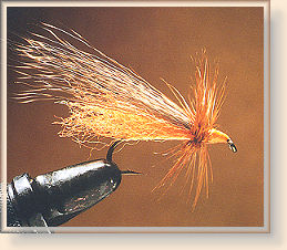 Clark's Stonefly