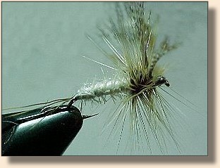 Coffin Fly