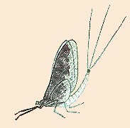 Ephemera guttulata spinner