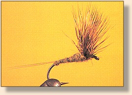 Comparadun Quill Gordon
