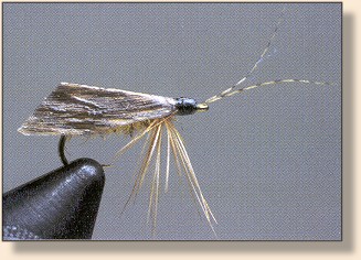 Cinnamon Sedge (Caddis)