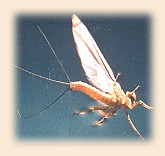 Ephemerella dorothea