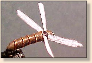 Texas Foam Midge