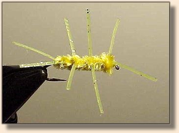 Girdle Bug