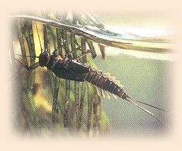 Swimmer Nymph
