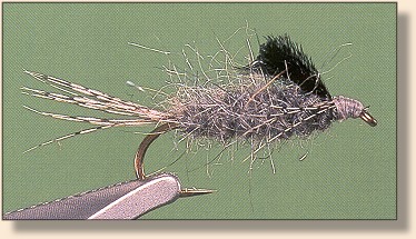 Gray Swimmer Nymph
