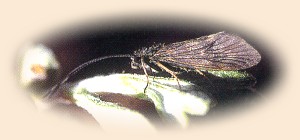 Real Adult Caddisfly