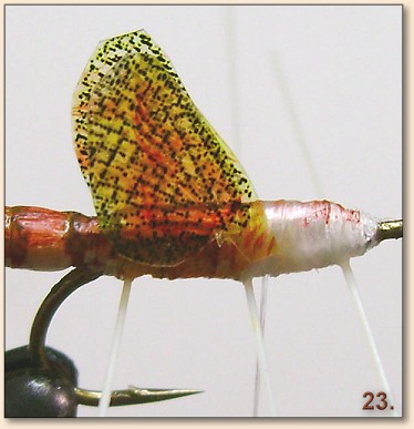 Step 23