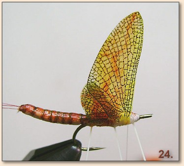 Step 24